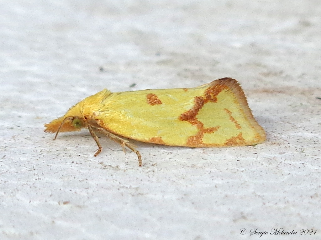 Agapeta hamana (Tortricidae)